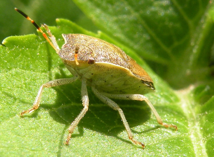 Pentatomidae: Holcostethus vernalis dell''Emilia (RE)